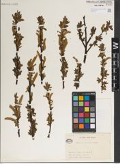 Foto von Salix jessoensis Seemen